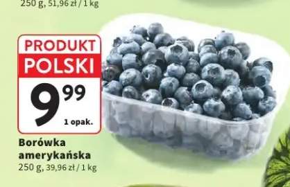 Borówka amerykańska