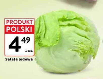 Sałata lodowa polska