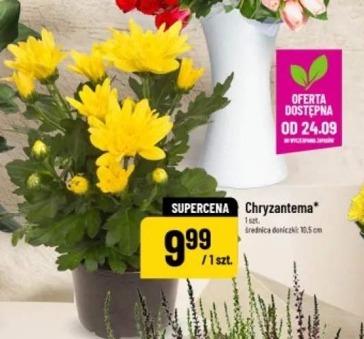 chryzantema