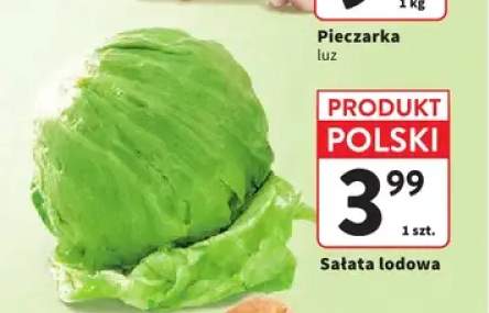 Sałata lodowa