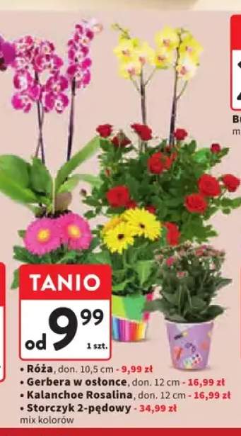 Gerbera w osłonce don. 12 cm +3 warianty