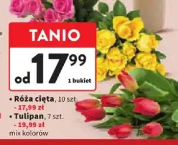 Róża cięta +1 wariant