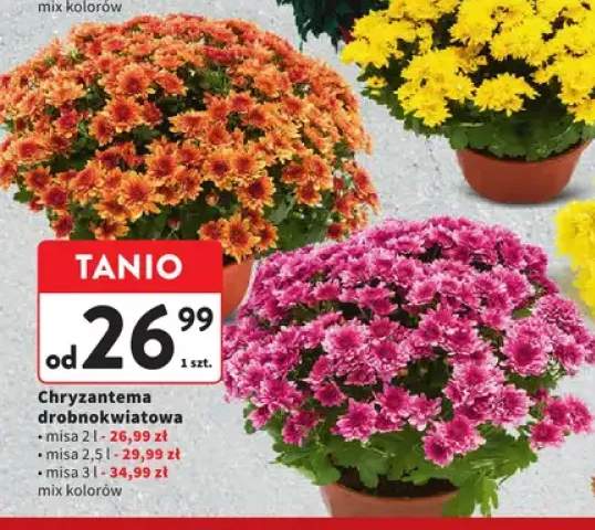 Chryzantema drobnokwiatowa misa 2,5 l +2 warianty