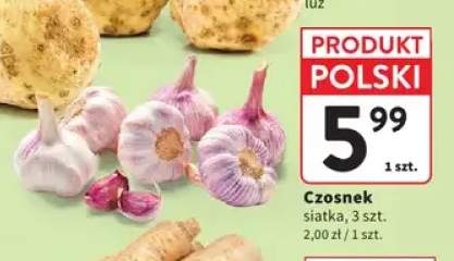 Czosnek polski
