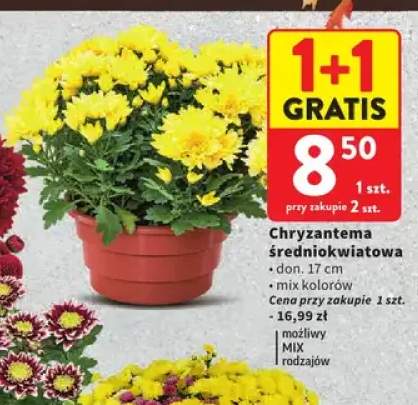 Chryzantema średniokwiatowa don. 17 cm