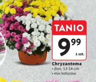Chryzantema don. 13-14 cm