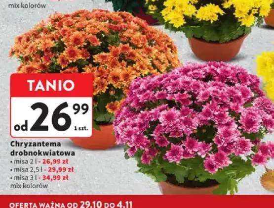 Chryzantema drobnokwiatowa misa 2 l +2 warianty