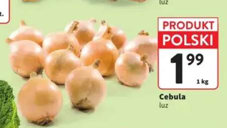 Cebula polska