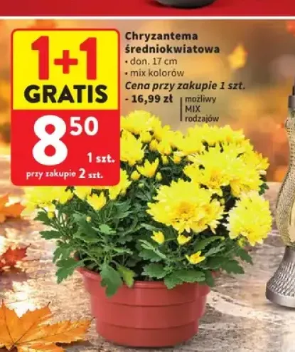 Chryzantema średniokwiatowa